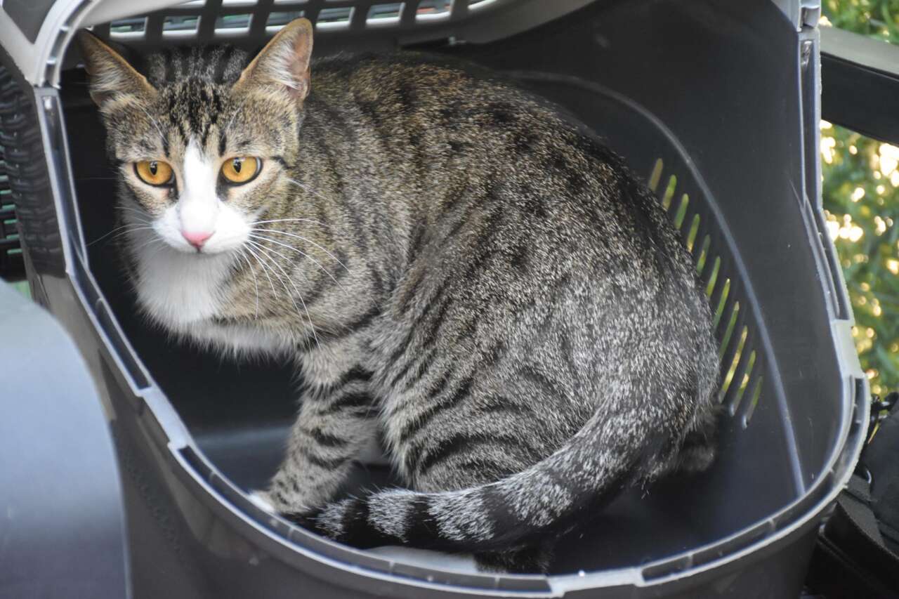Erkek kedi doğum yaptı! 6 milyonda bir görülüyor 5